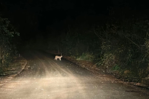 ONÇA-PARDA É AVISTADA NA ZONA RURAL DE SANTA AMÉLIA, PRÓXIMO À PONTE DO RIO LARANJINHA